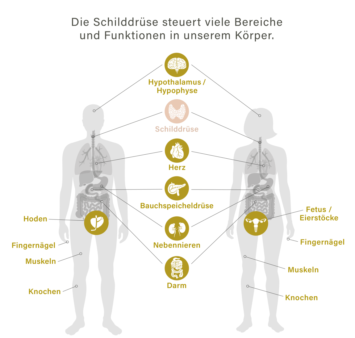 Übersicht über Bereiche und Funktionen im Körper, die die Schilddrüse steuert